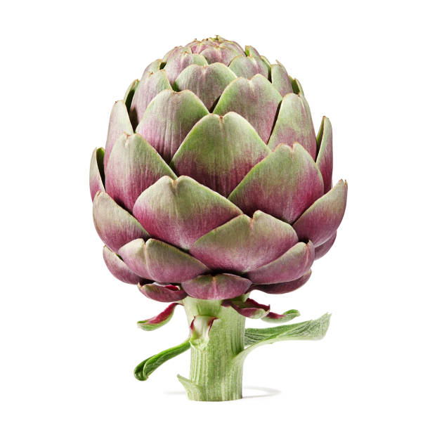 Fresh purple artichoke isolated on white background