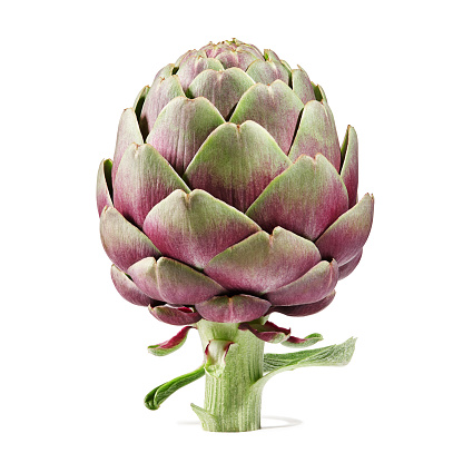 Purple artichoke isolated on white background, close up view