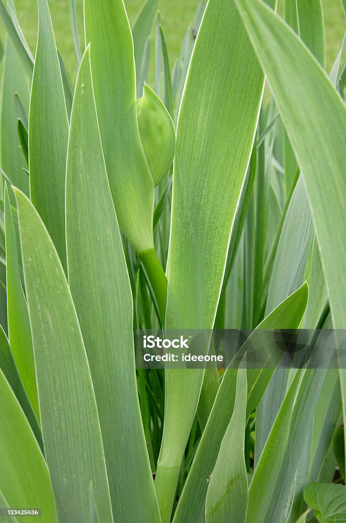 Vert Gladiola - Photo de Botanique libre de droits