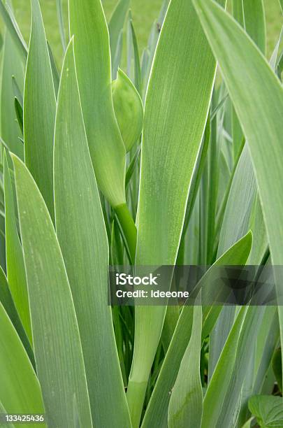 Gladiola Zielony - zdjęcia stockowe i więcej obrazów Bez ludzi - Bez ludzi, Botanika, Część kwiatu