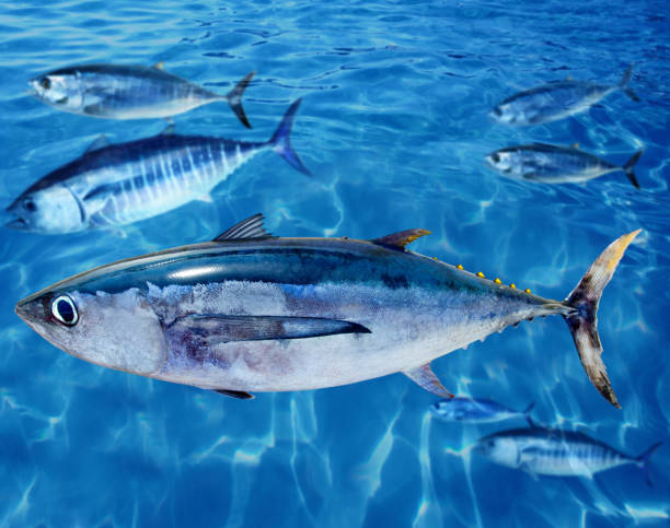 istock Albacore Thunnus alalunga fish and bluefin tuna 1334255813