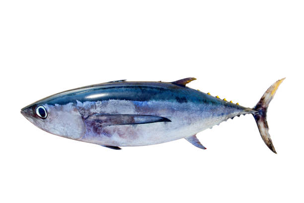 thon germon thunnus alalunga poisson isolé - tuna photos et images de collection