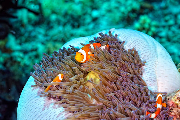 istock A picture of a beautiful anemone and it's Clown fish 1334255894