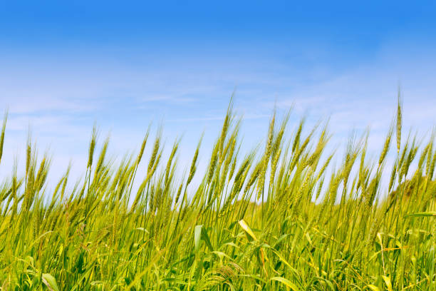 istock Balearic green wheat field in Formentera island 1334255914