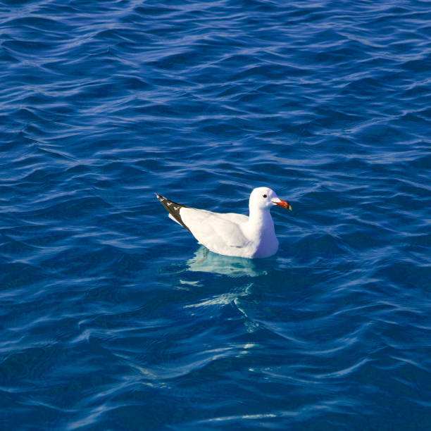 istock Blue mediterranean sea with seagull swimming 1334256114