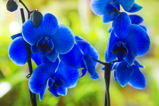 istock Blue phalaenopsis orchid pretty flowers 1334256144