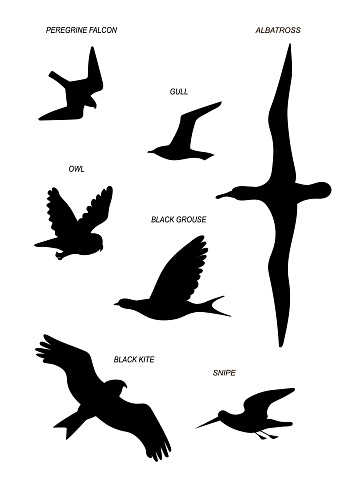 Different flying birds (owl, kite, albatross and other). Vector image line silhouettes set.