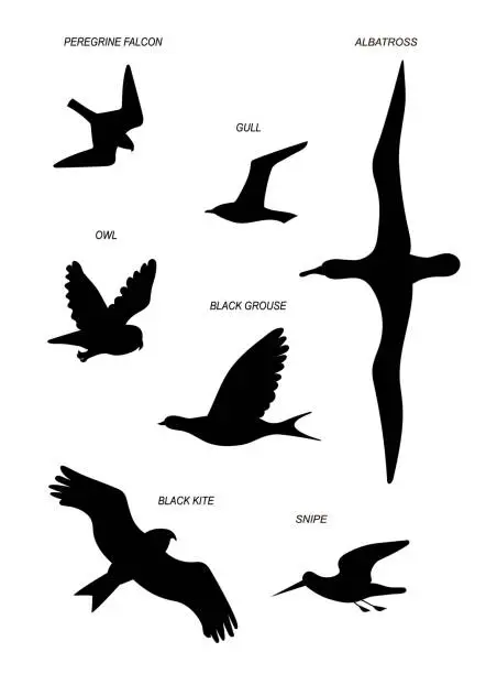 Vector illustration of Birds. Vector black drawing line silhouette image set.