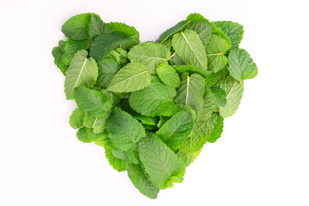A lot of mint leaves in the shape of a heart on a white background. Flat lay. stock photo