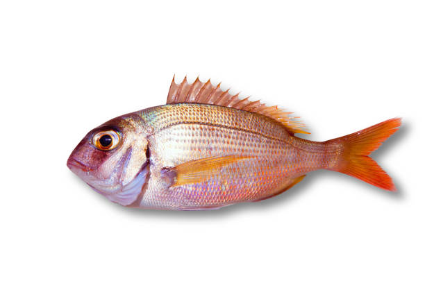 istock Common sea bream pagrus fish isolated 1334256913
