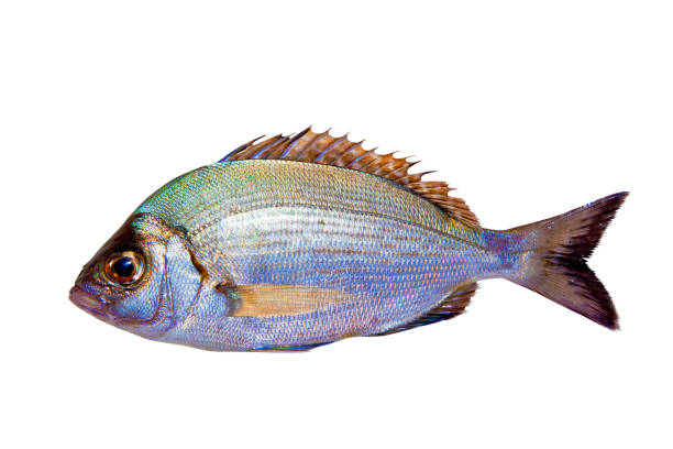 istock Diplodus sargus white sea bream isolated 1334256954