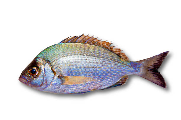 istock Diplodus sargus white sea bream isolated 1334256969