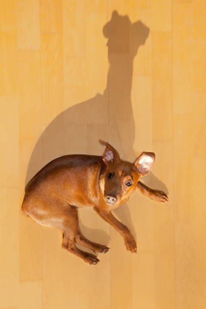 istock dog mini pinscher lying on wood floor with shadow 1334256975