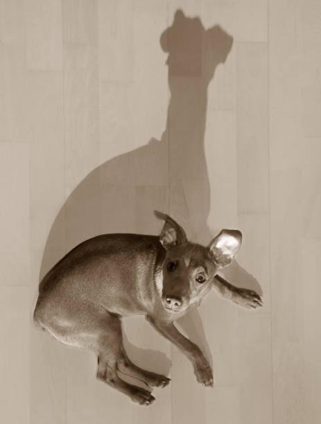 istock dog mini pinscher lying on wood floor with shadow 1334256982