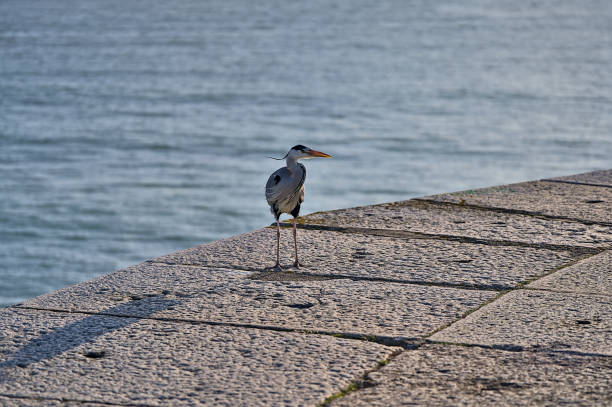 Evening view of alone long-legged gray heron (Ardea Cinerea) walking and resting n Dun Laoghaire harbor (West Pier), Dublin Beautiful evening view of alone long-legged gray heron (Ardea Cinerea) walking and resting n Dun Laoghaire harbor (West Pier), Dublin, Ireland. Soft and selective focus sea population stock pictures, royalty-free photos & images