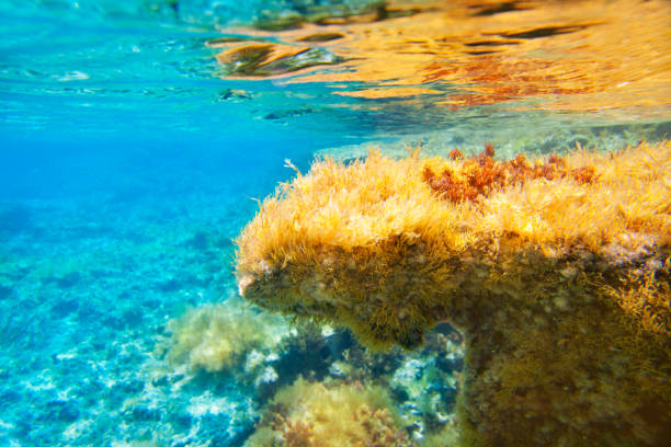 Ibiza Formentera underwater anemone seascape in golden and turquoise