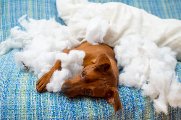 istock naughty playful puppy dog after biting a pillow 1334257936