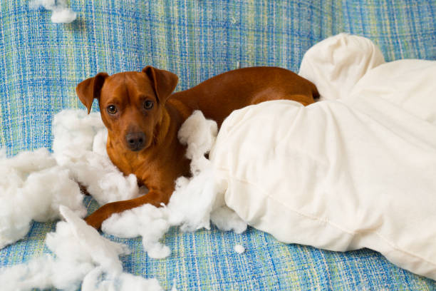 istock naughty playful puppy dog after biting a pillow 1334257980