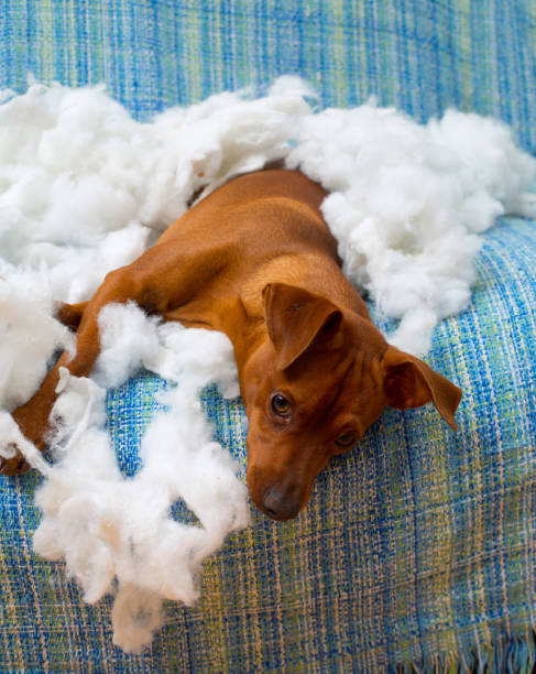 istock naughty playful puppy dog after biting a pillow 1334257987