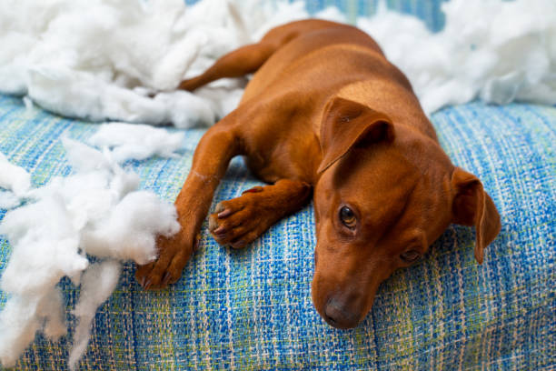 istock naughty playful puppy dog after biting a pillow 1334257993