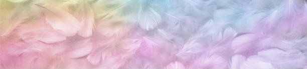 Multicoloured pastel coloured angel feather message banner background wide panel of random scattered rainbow coloured fluffy feathers pics of guardian angels stock pictures, royalty-free photos & images