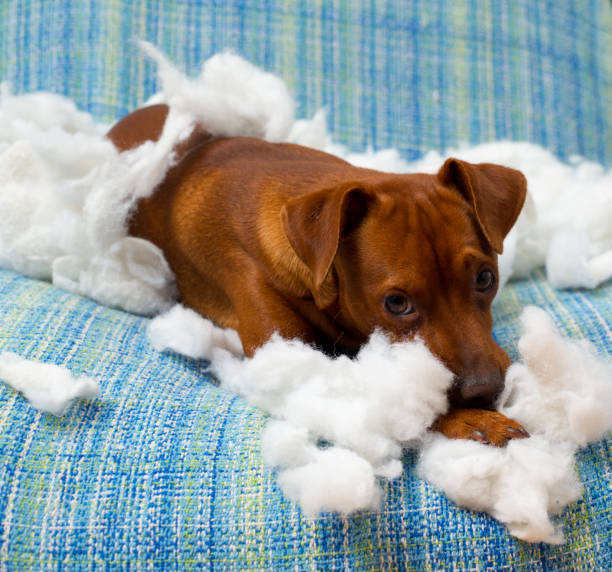 istock naughty playful puppy dog after biting a pillow 1334258011