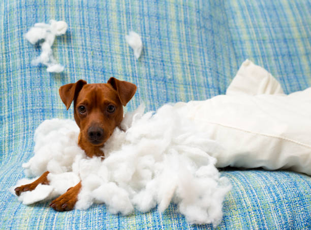 istock naughty playful puppy dog after biting a pillow 1334258053