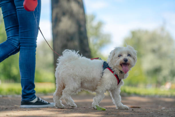 istock white fluffy curly dog on a walk on a leash 1334259352