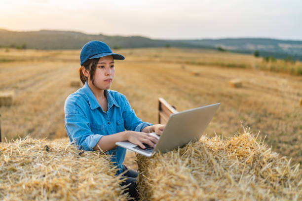 istock Young female farmer sitting on tractor trailer on haystack and using laptop in farm field 1334259454