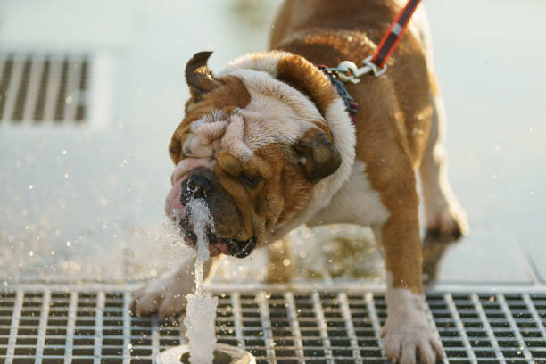 bulldog drinking water of fountain