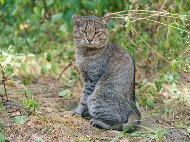 istock Wary cat in the public park 1334260749