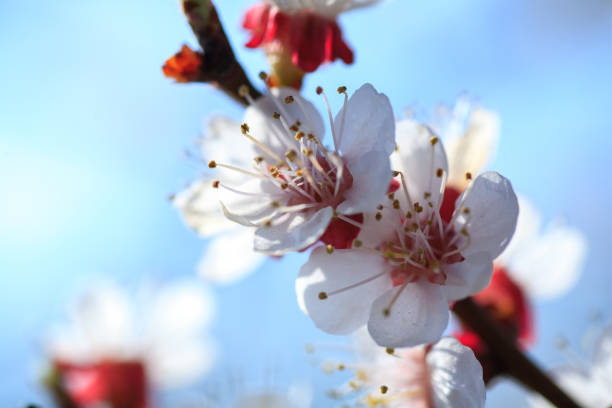 Branches of blossoming apricot macro with soft focus on gentle light blue sky background. For easter and spring greeting cards with beautiful floral spring abstract background of nature