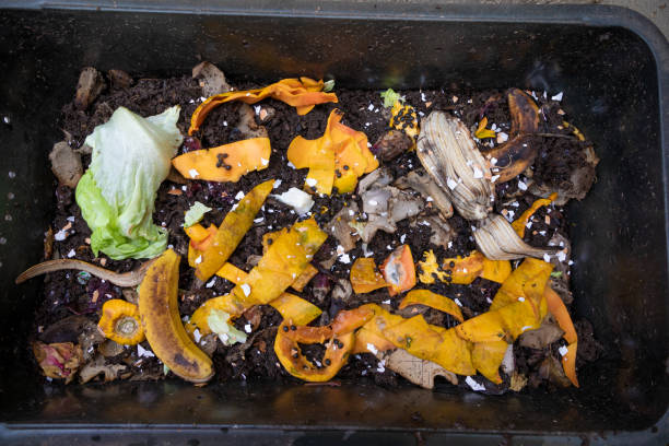 istock Vegetable food scraps and egg shells in an Earthworm farm 1334261077