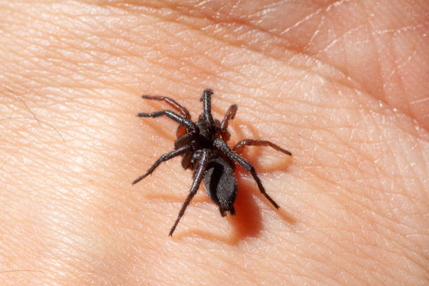 istock a small poisonous spider on the arm 1334261730