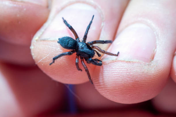 istock a small poisonous spider on the arm 1334261731
