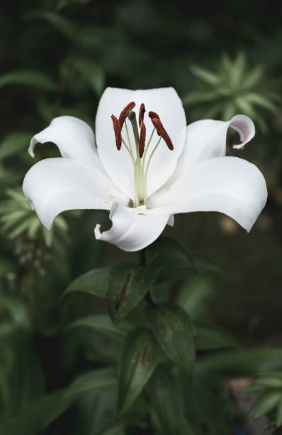 white lily - lily nature flower macro imagens e fotografias de stock