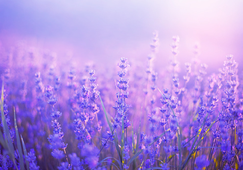 Close-up on lavender flowers at sunset