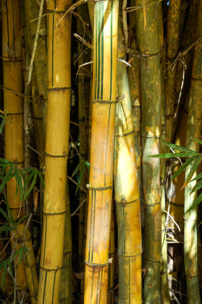 istock It is Bamboo background. Textures surface pattern design unique color of Big wall bamboo and bamboo table. 1334262204