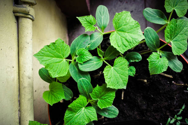 istock top view of a young cucumber plant 1334262786