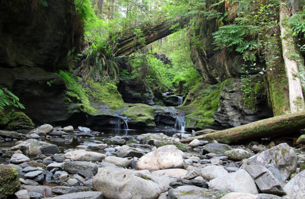 istock A long shot of a cascading waterfall in a forest 1334263597