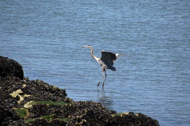 A great blue heron coming in for a landing on a rocky shore