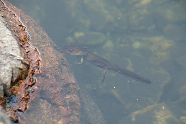 istock A juvenile northwestern salamander 1334263631