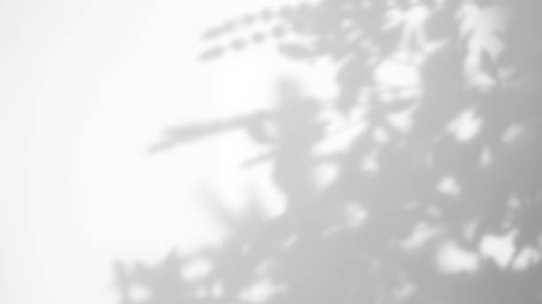 istock Leaves natural shadow overlay on white texture background, for overlay on product presentation, backdrop and mockup, summer seasonal concept 1334263675