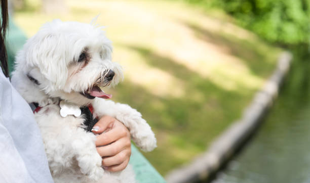 istock dog in the hands of the hostess 1334263709