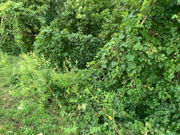 istock Trees and Shrubs covered with Invasive Plants 1334263758