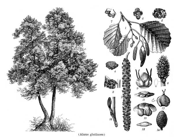 рисунок ольхового дерева alnus glutinosa 1898 - glutinosa stock illustrations