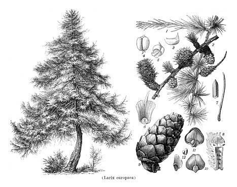 Drawing of tree Larix europaea with seed and blossom
Larix sibirica, the Siberian larch or Russian larch, is a frost-hardy tree native to western Russia
Original edition from my own archives
Source : Brockhaus 1898