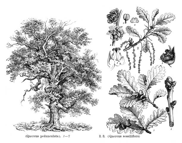 europäische eiche quercus pedunculata zeichnung 1898 - buche samen stock-grafiken, -clipart, -cartoons und -symbole