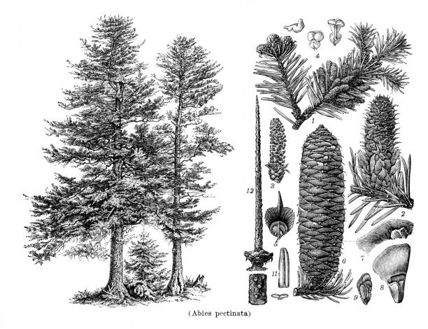 благородная ель abies pectinata рисунок 1898 - noble fir stock illustrations