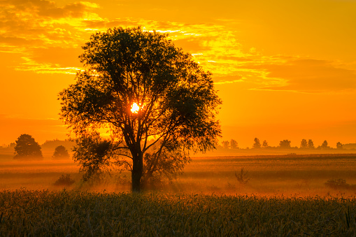 Tree and Sunrise